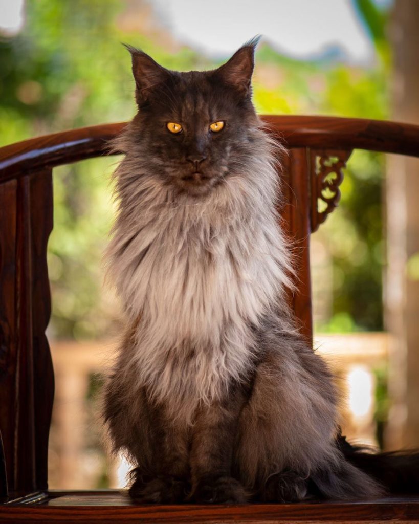 MCO ViVo king mainecoon cat